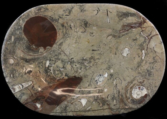 Fossil Orthoceras & Goniatite Plate - Stoneware #51429